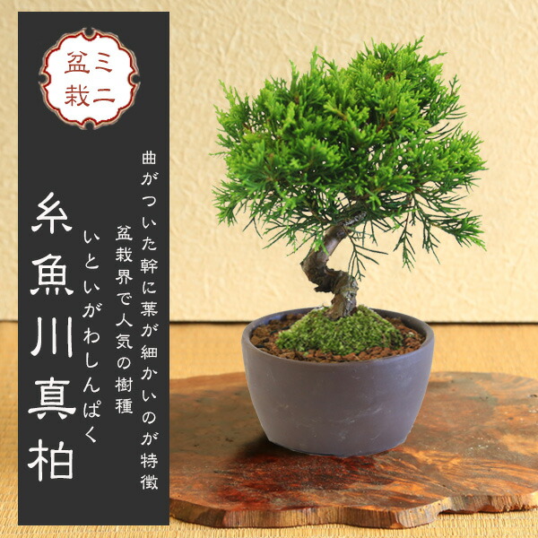 楽天市場】2025年NEW 糸魚川真柏 ポット苗 しんぱく : 園芸百貨店