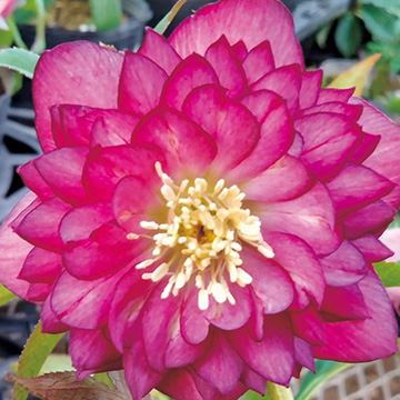 クリスマスローズの苗｜タキイネット通販【公式】