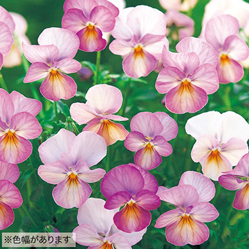 739-FBR536.jpg?202602031613