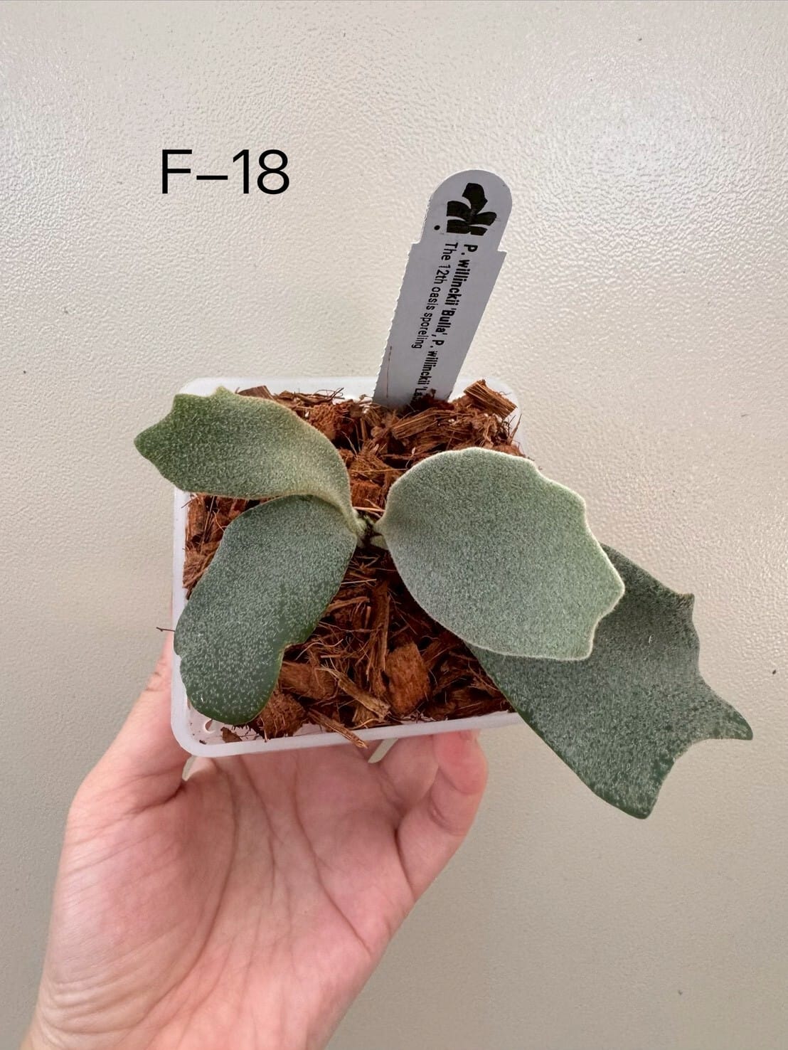 十二田植栽