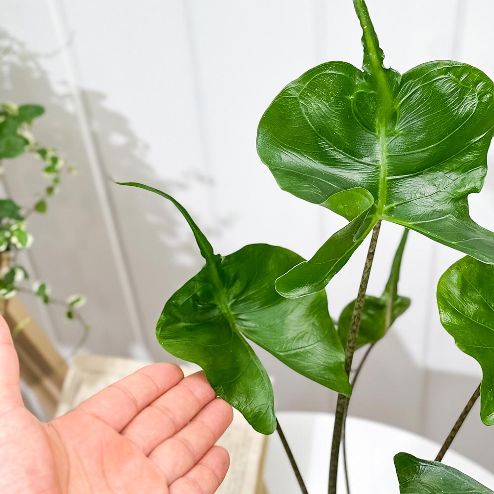 PLANCHU 観葉植物 アロカシア スティングレイ 4号鉢 受け皿付き 育て方