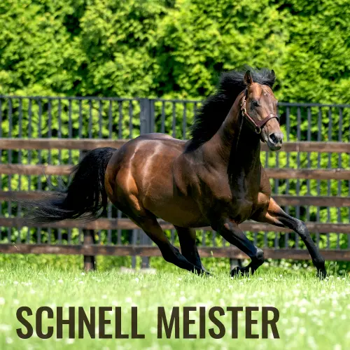 社台スタリオンステーション