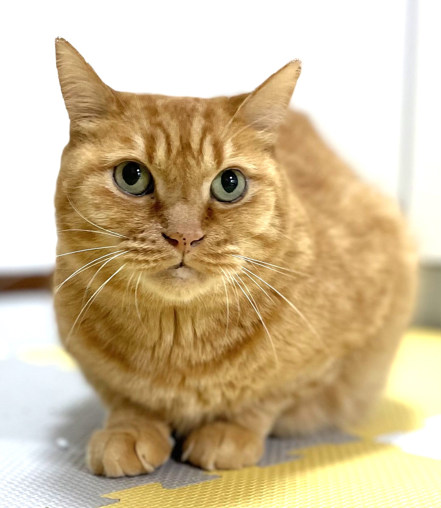 ちくわぶ (4) | しあわせにゃんこ 東京の千駄木・谷中で活動中の猫の