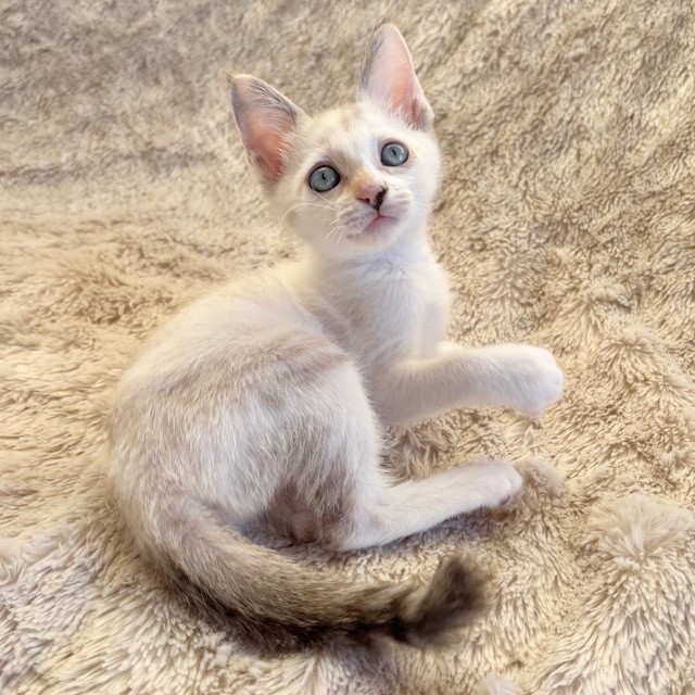 ミルちゃん | しあわせにゃんこ 東京の千駄木・谷中で活動中の猫の譲渡