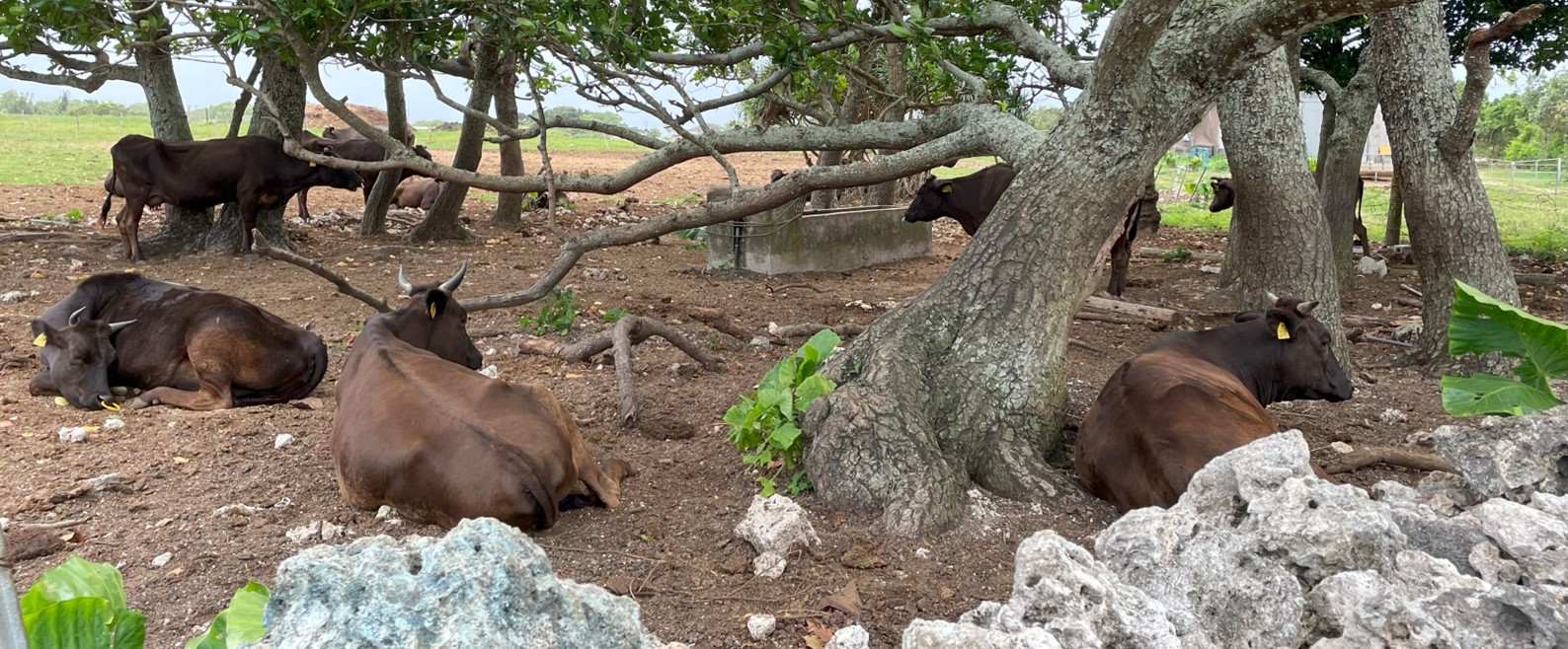 黒島 っていいよね。 - 離島専門予約サイト「しまたび」