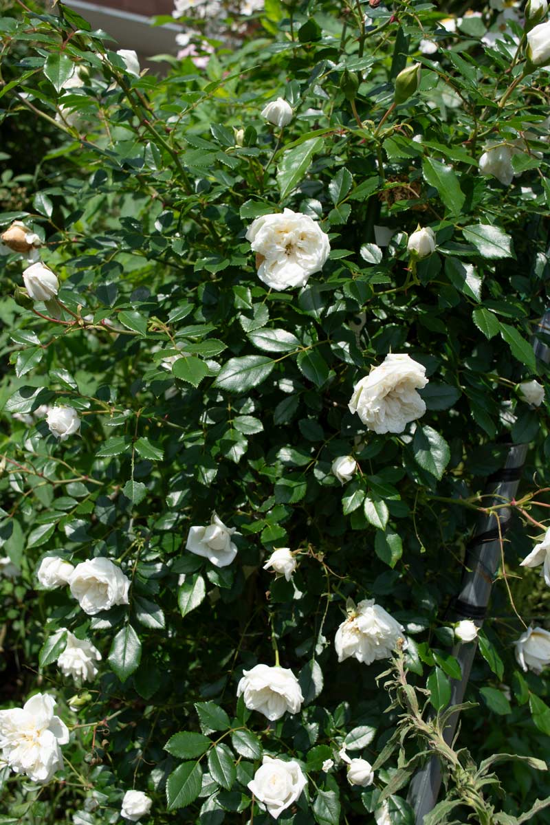 アルベリック バルビエ｜バラ苗の通販の篠宮バラ園