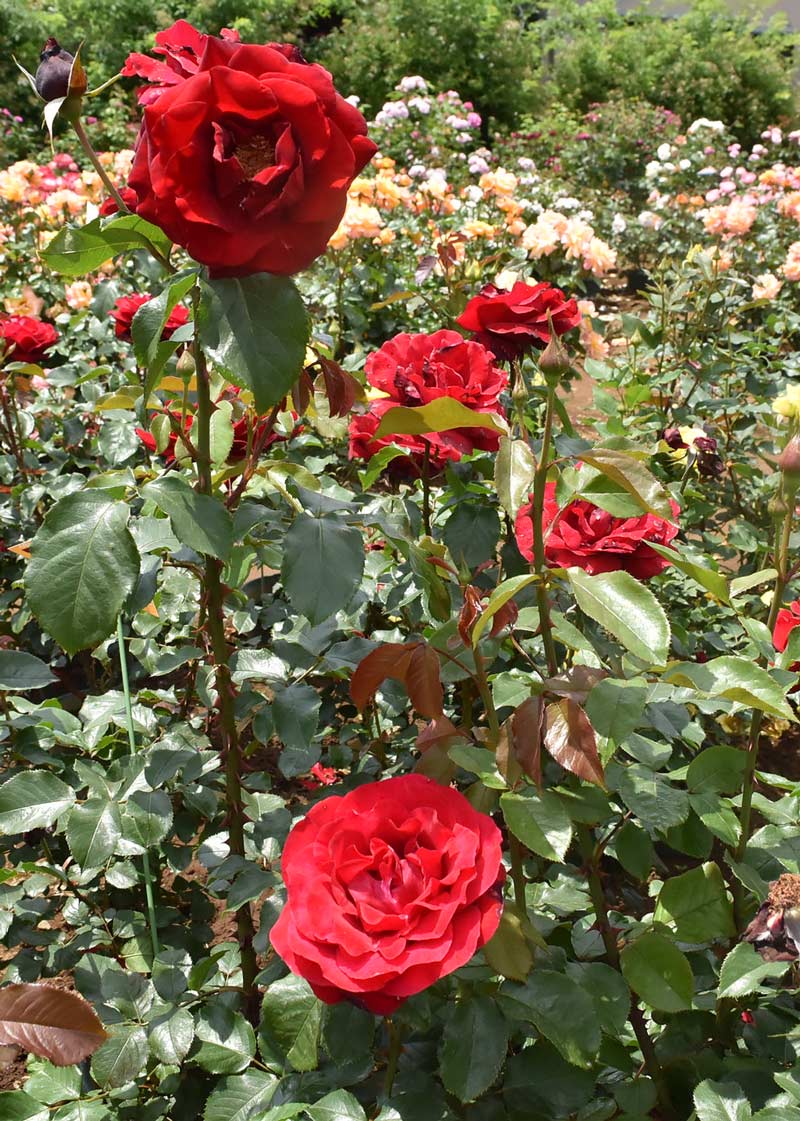 サムライ'66 ｜バラ苗の通販の篠宮バラ園