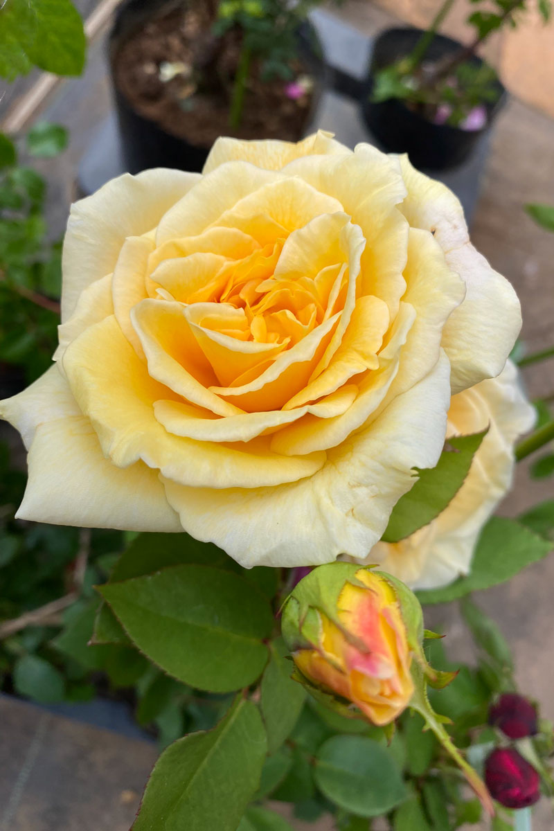 グリズビ―｜バラ苗の通販の篠宮バラ園