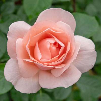 ミセス アイリス クロウ｜バラ苗の通販の篠宮バラ園