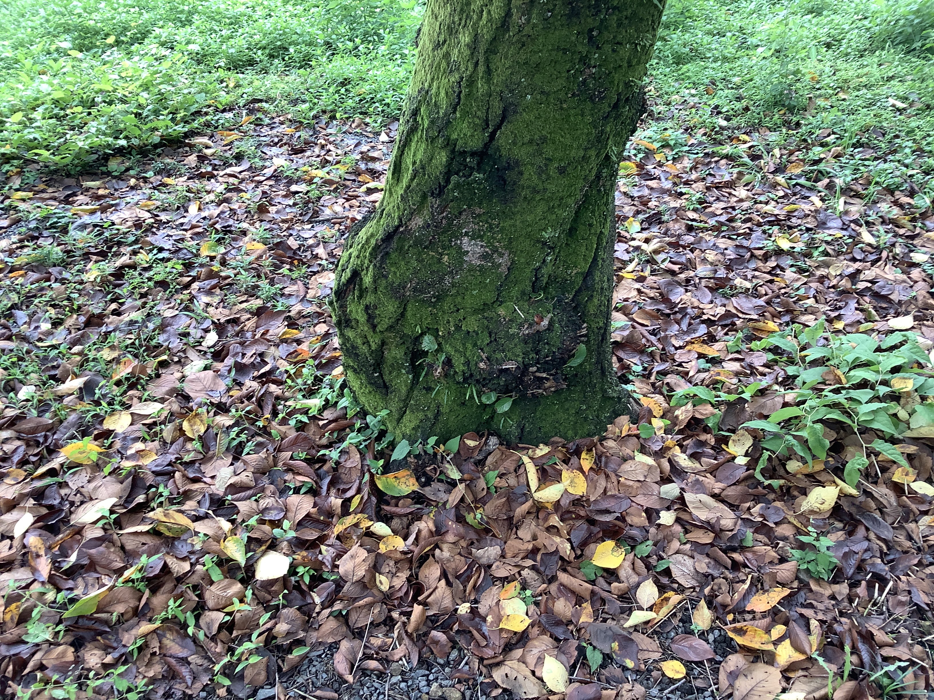 桜餅の香りで親木を守る！桜の落ち葉ってスゴイ - shinoa blog