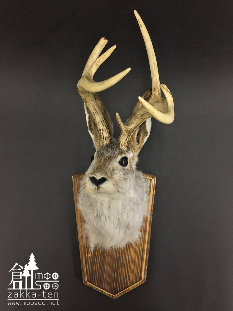 ジャッカロープの剥製01【UMA界のアイドル】 | 博物と古物の奇妙な雑貨
