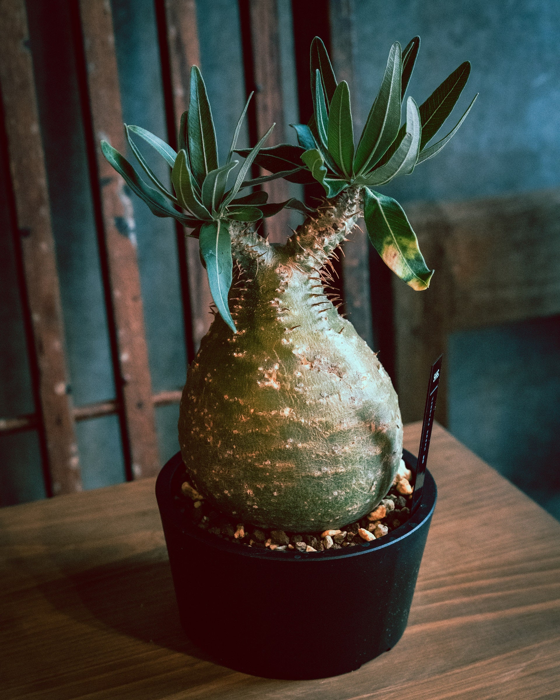 パキポディウムグラキリス 2枝丸 - SOIL HACK SOCIETY