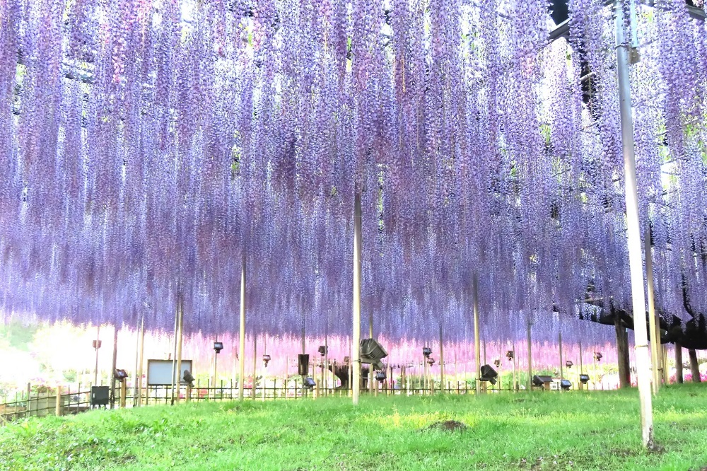 Japan's 160-year-old Great Wisteria of Tochigi is now in full