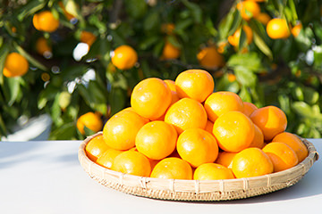 有田みかんの3kgをお取り寄せなら和歌山県の早和果樹園