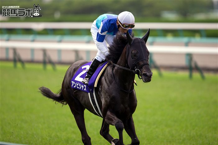 トーホウジャッカル - Toho Jackal - 競走馬データベース | 競馬ラボ