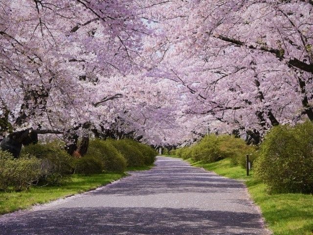 北上展勝地の桜｜花見特集2026