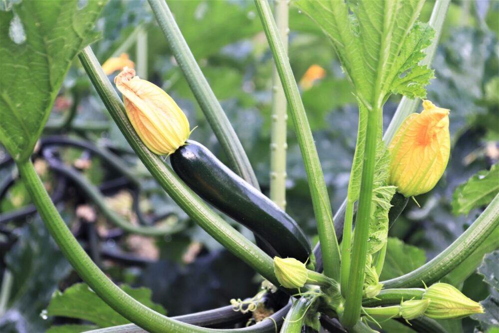 ズッキーニ - サン・フレッシュ グループ Sun Fresh -青果物フレッシュ