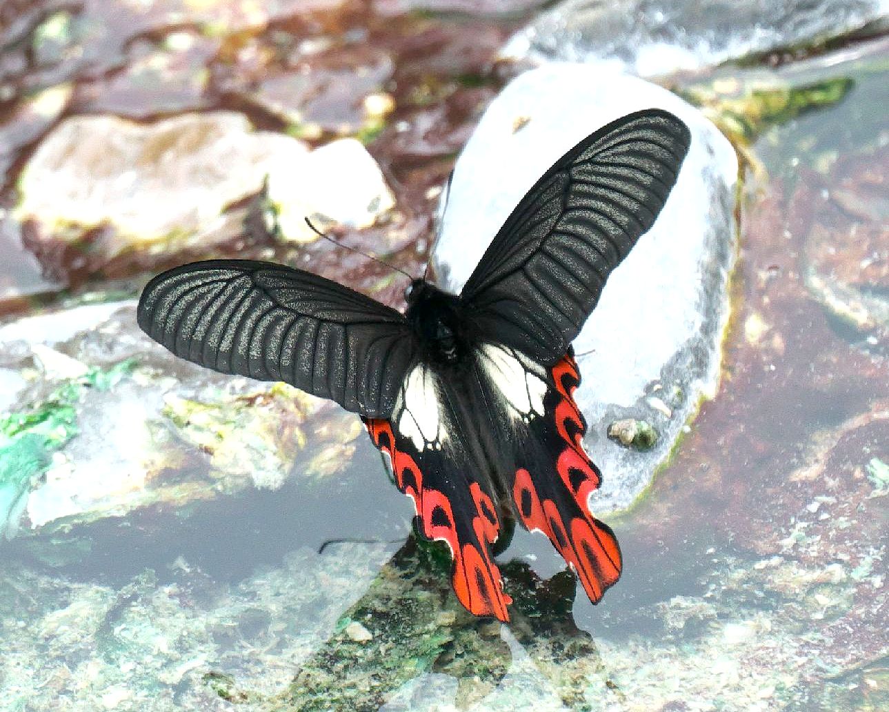 ag-futoo2-20170507-hatonosawa-