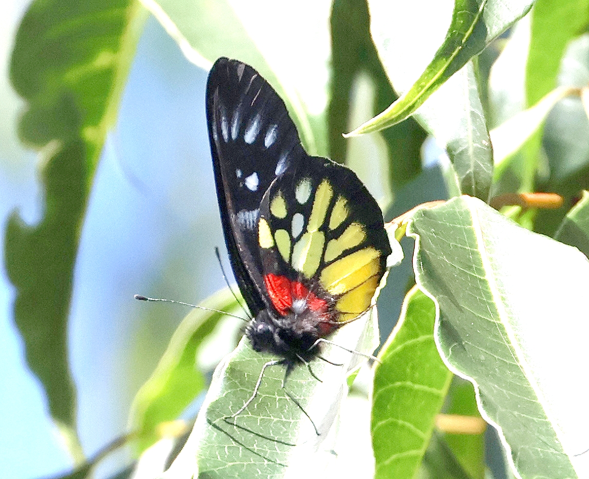 蝶の生態写真集（著作：杉坂美典）