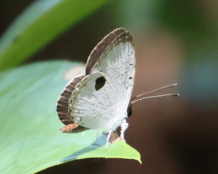 台湾の蝶 ＜臺灣蝴蝶＞（著作：杉坂美典）