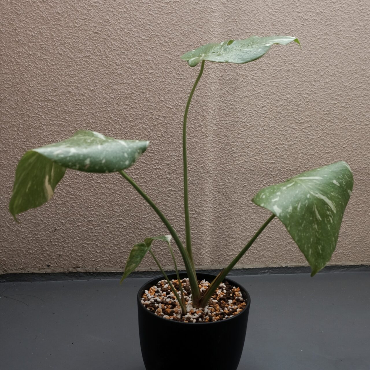 モンステラ デリシオーサ タイコンステレーション / 細かく白い斑入り