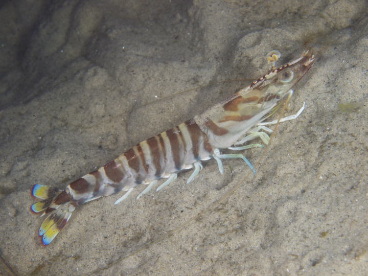 クルマエビ(広島湾)