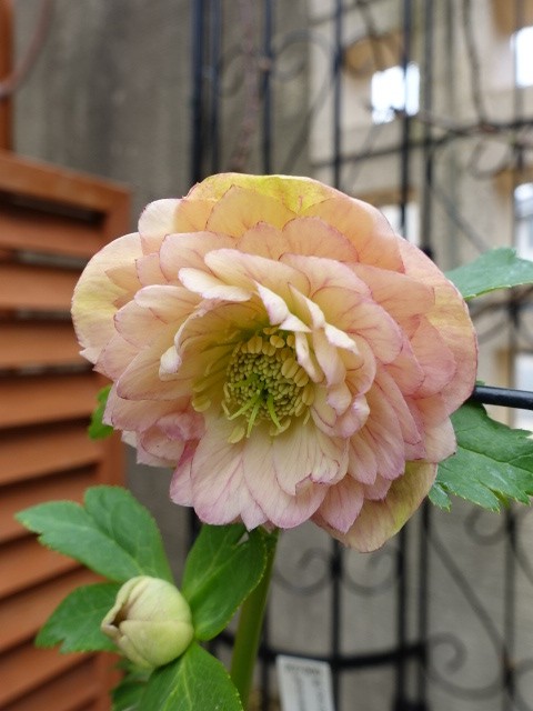 クリスマスローズ グロッシーレッド カップSd クリスマスローズ