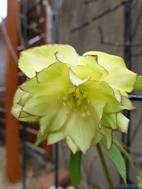 sale!!】吉田園芸 dd ピエライエロー ダブル ピコティ - クリスマス