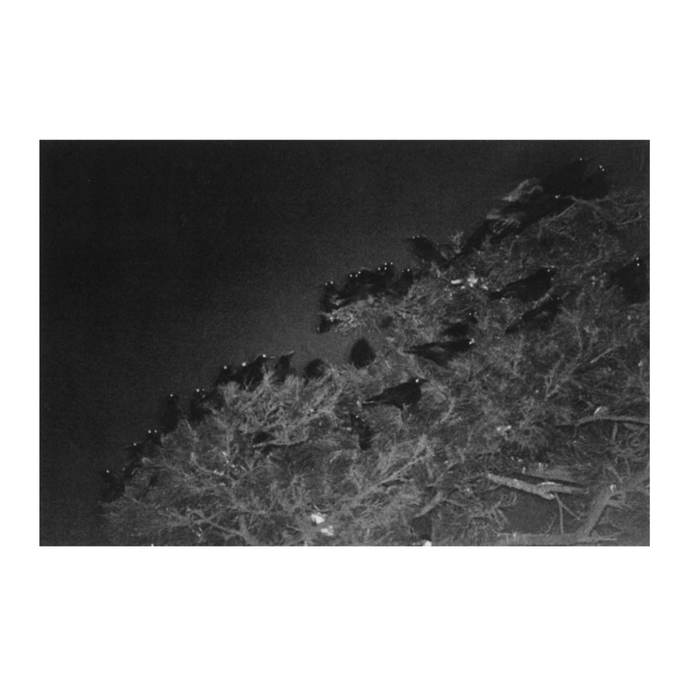 鴉 RAVENS』by Masahisa Fukase（深瀬昌久） 写真集 深瀬昌久 出版社