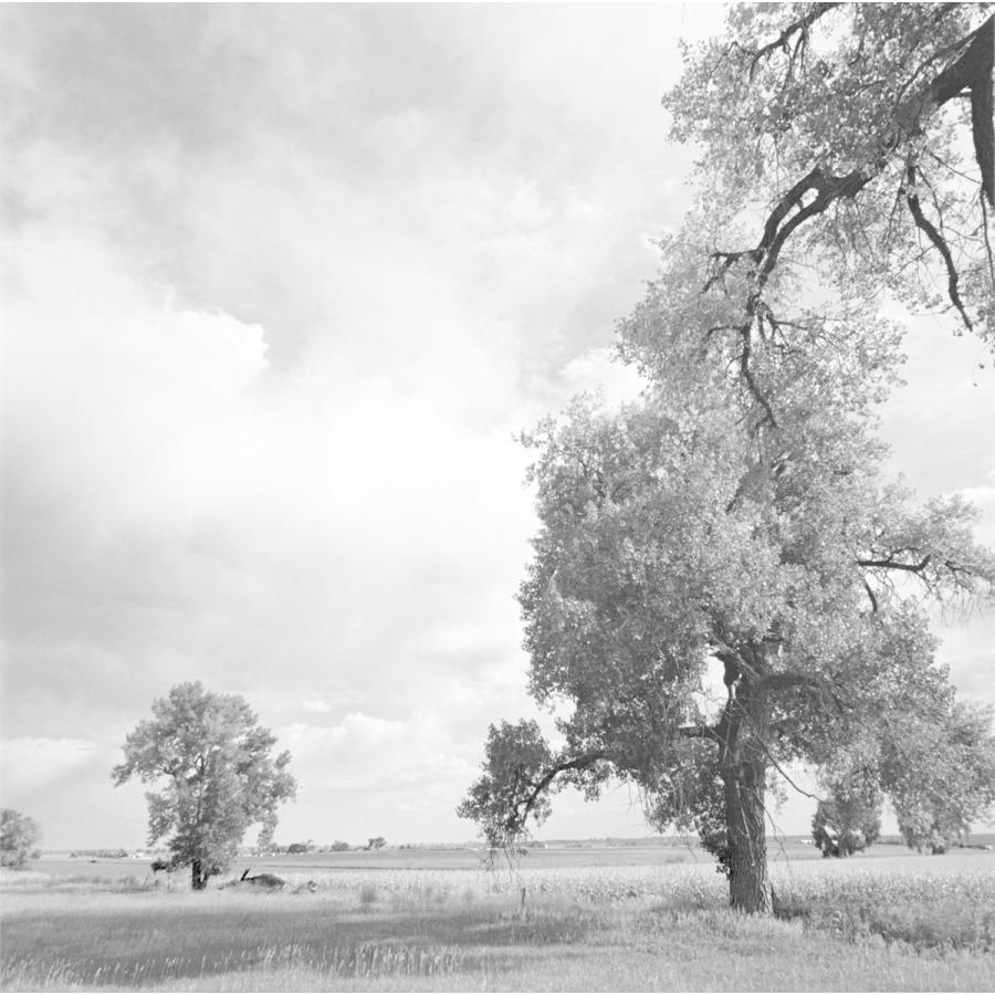 Cottonwoods ロバート・アダムズ 写真集 Robert Adams -の商品詳細