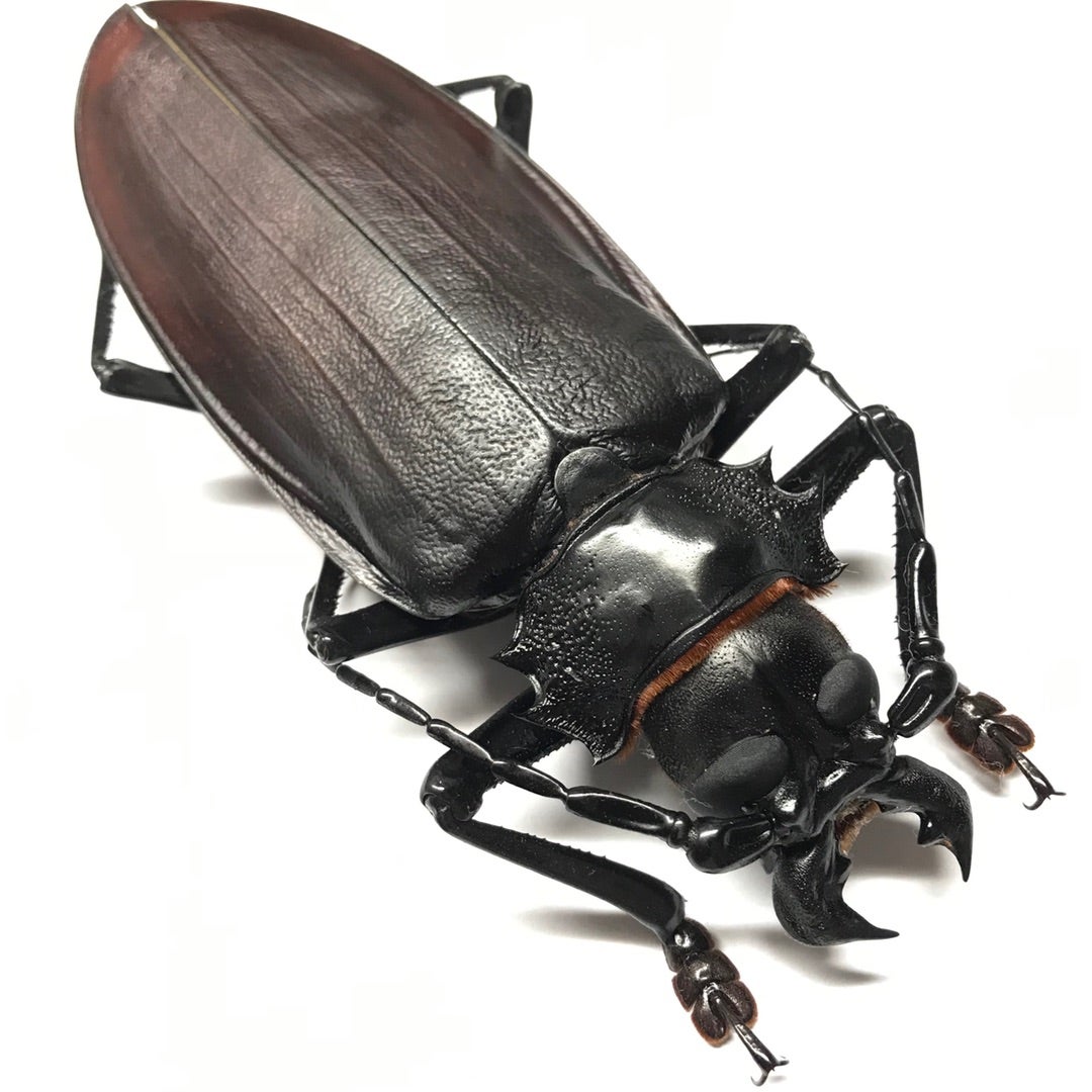 タイタンオオウスバカミキリ No.1 | 愉快な海と波と恵