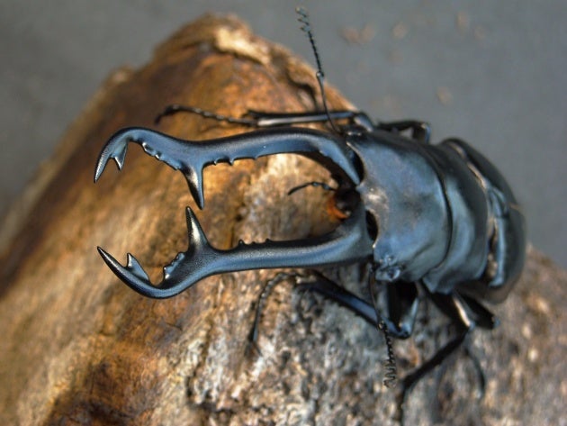 珍亜種 南インドギラファ（ニルギリエンシス） 割出し | クワレガのブログ