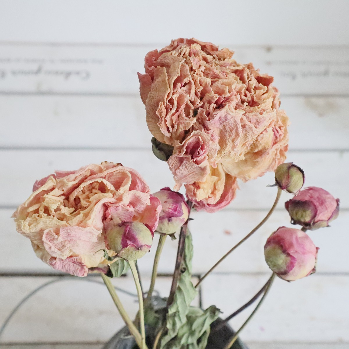 即日☆【ドライ】コアトレーディング/ピオニー八重 約2輪 ナチュラル