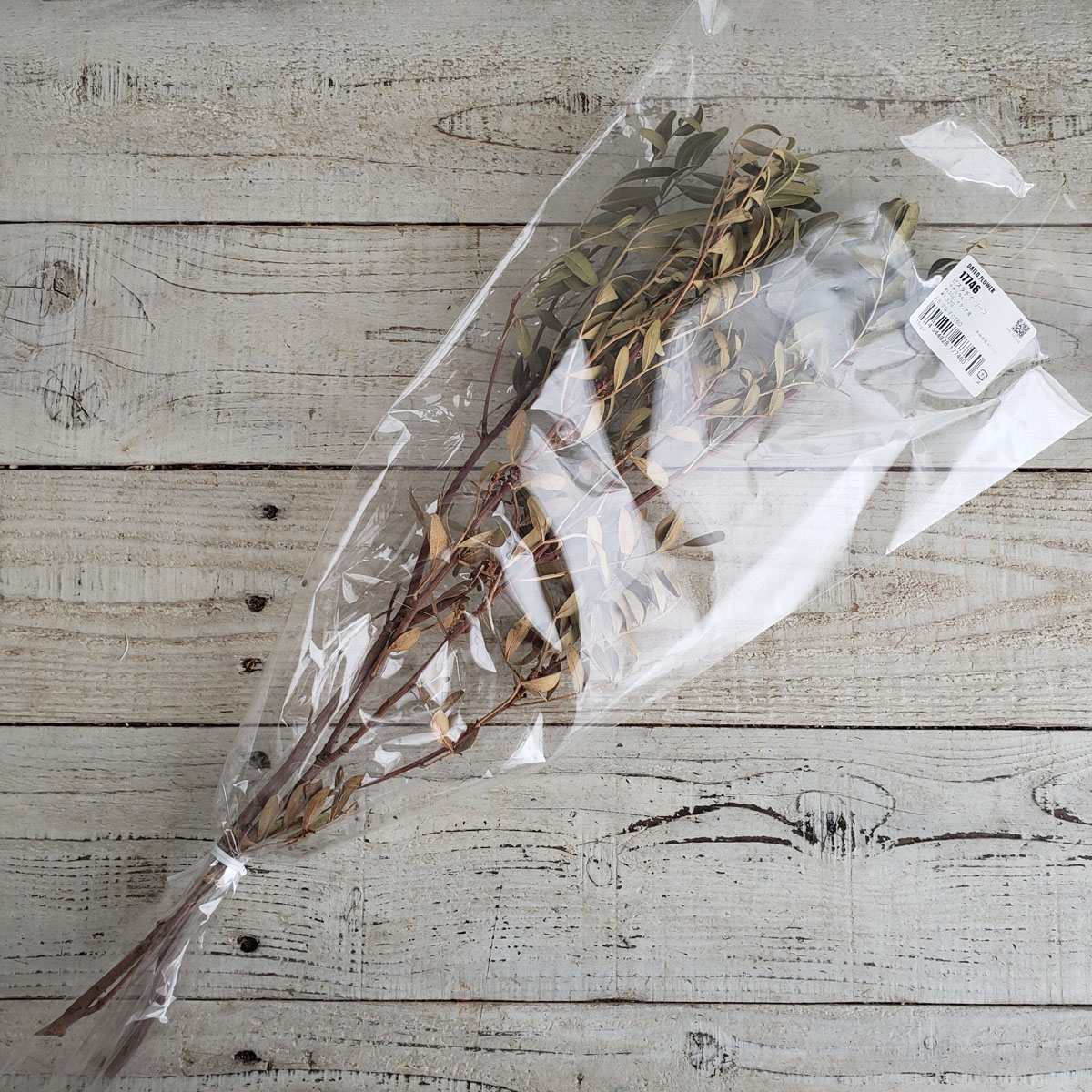 アウトレット◎即日☆【ドライ】コアトレーディング/ピスタチオリーフ