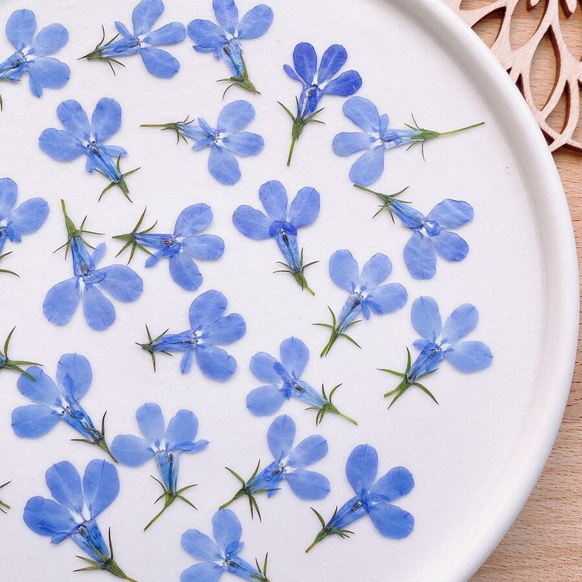 即日☆【ドライ】m flowers/押し花 ロベリア - 花材通販はなどんやアソシエ