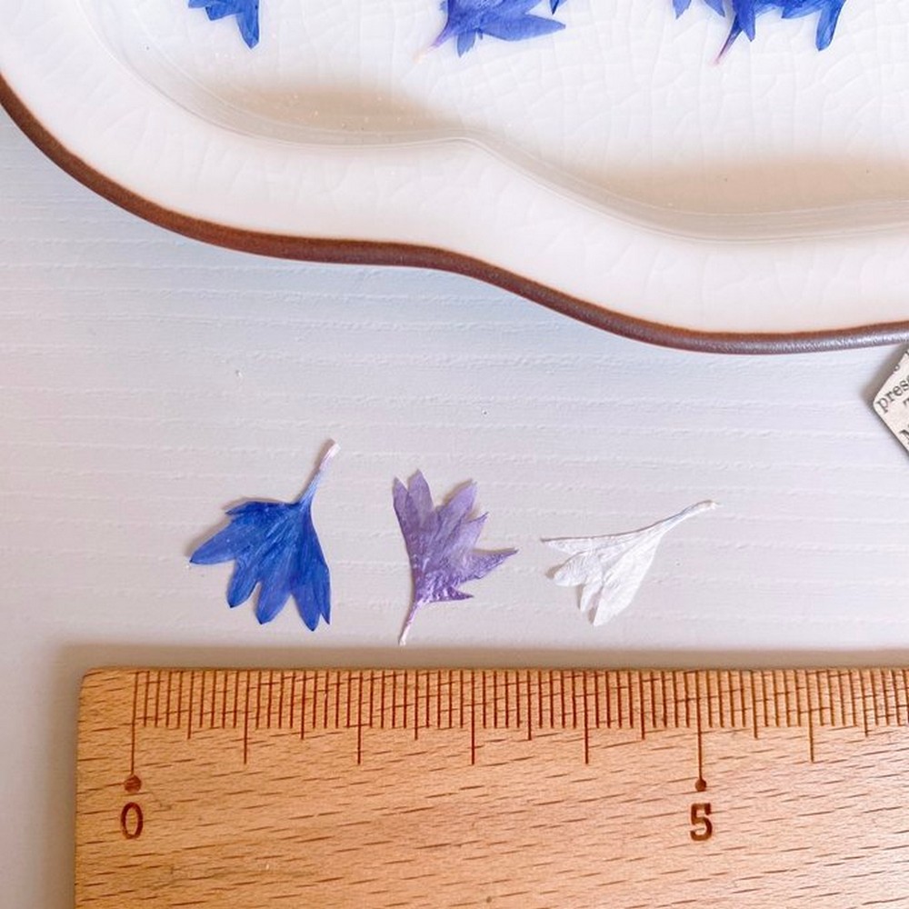 ドライ】m flowers/押し花 矢車草 花びら - 花材通販はなどんやアソシエ