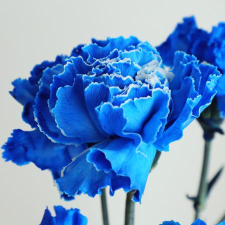 生花】国産カーネーション(ロイヤルブルー) ※染め青・【早締切-75