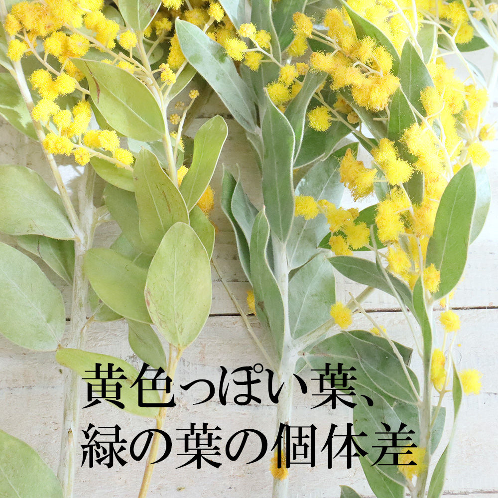 08直前FJ】明石さんの真珠葉ミモザアカシア 3- 40cm 千葉県【生花