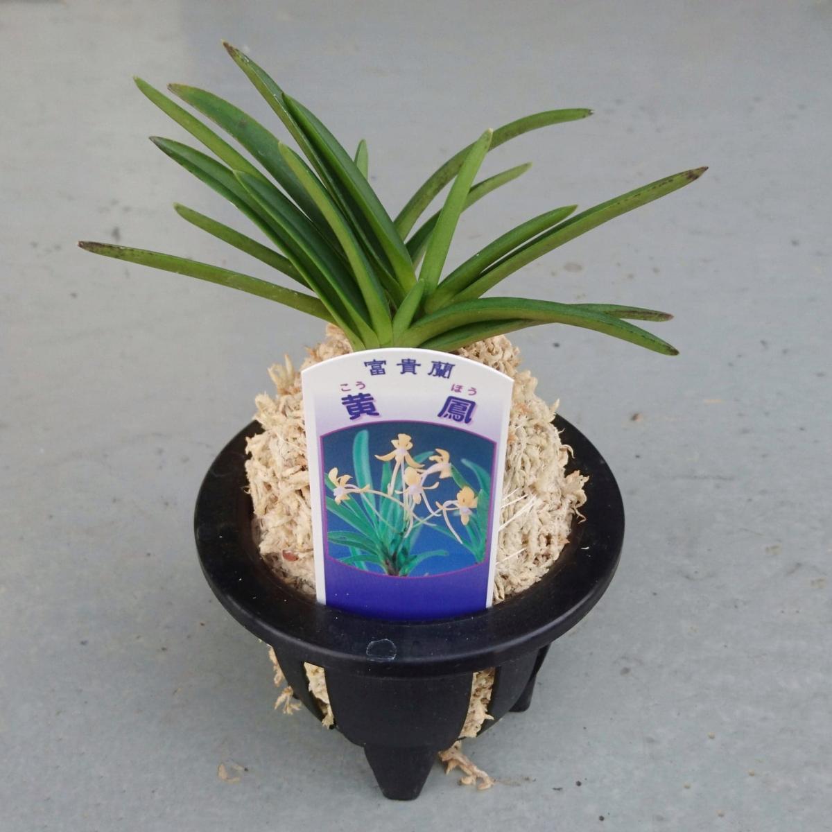 生花/即納】富貴蘭 黄鳳(3.5寸鉢)※花は咲いていません - 花材通販は