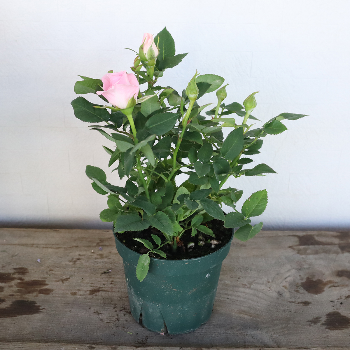 送料無料】【生花/鉢】ミニバラ(3.5寸苗)色おまかせアソート ※北海道