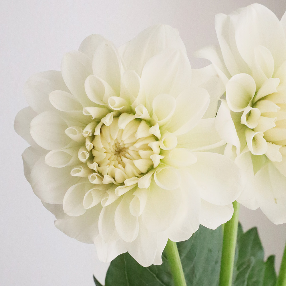 直前】【生花】ダリア (白)かまくらなど 50cm程度【OT】※火・木・土曜