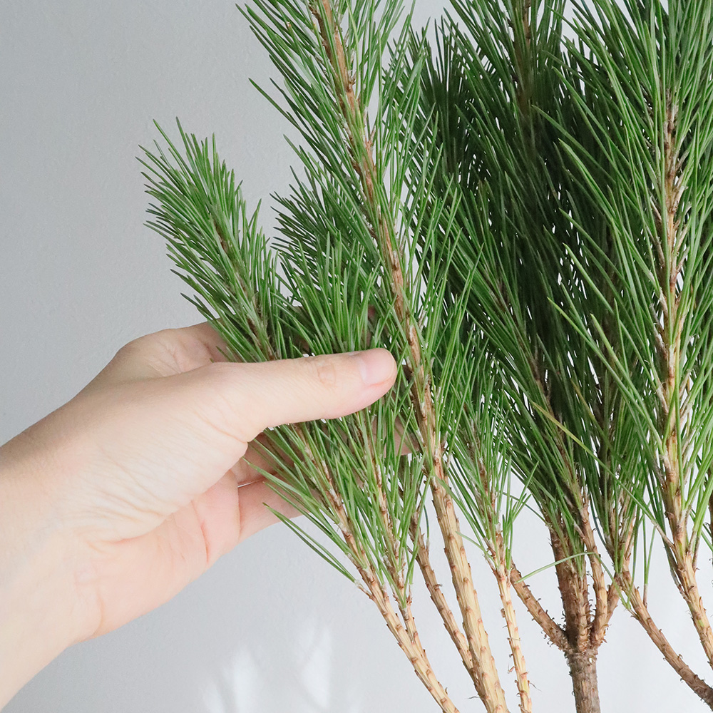 生花/即納】◇若松 3等 - 花材通販はなどんやアソシエ