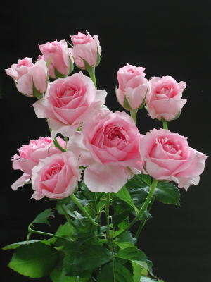 直前】M-マリーアントワネット(SPバラ) - 花材通販はなどんやアソシエ