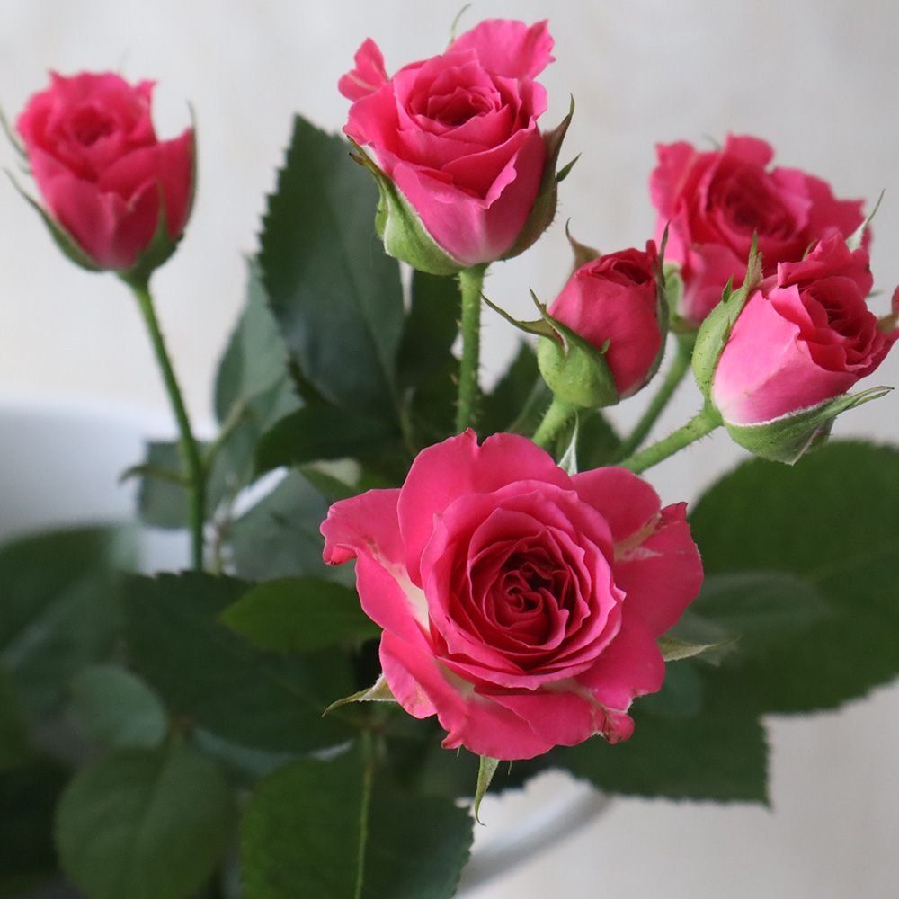 生花】SPバラ ラブリーリディア(濃いピンク) 40〜50cm【早締切-74
