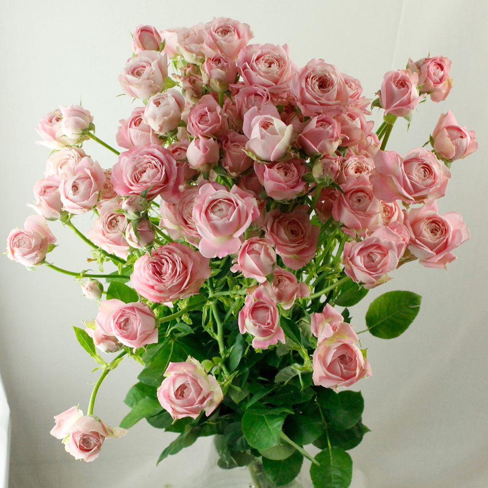 08直前】SPバラ フェアリーカップ(ピンク)豊川ひまわり農協 60cm【生花