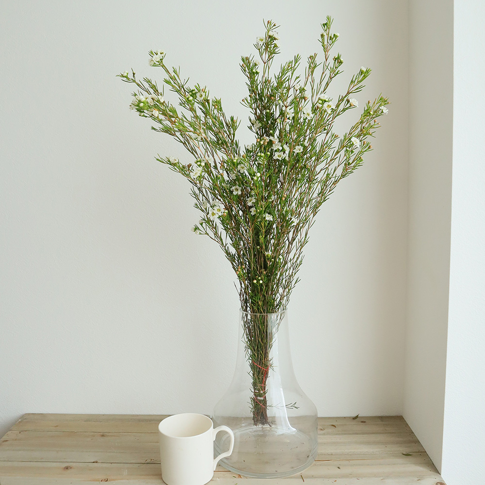 生花】ワックスフラワー ルルダブルホワイトなど(八重)※入荷少 - 花材