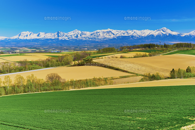 美瑛より望む十勝連峰[10179008007]の写真・イラスト素材｜アマナ