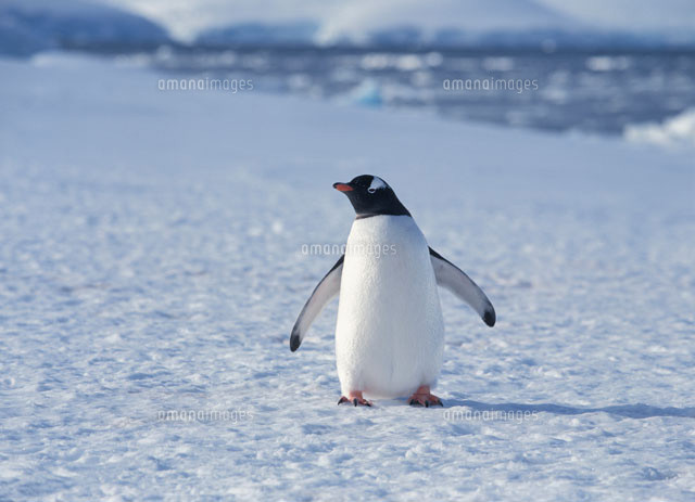 氷の上のペンギン[20007001291]の写真・イラスト素材｜アマナイメージズ