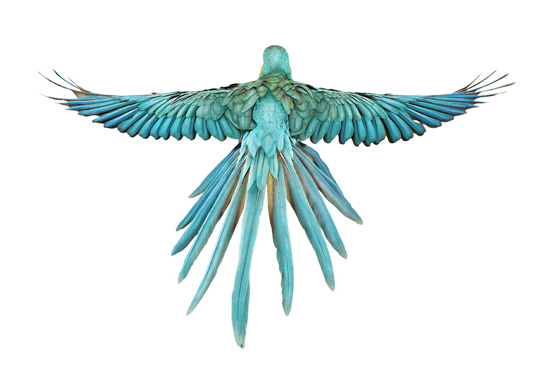 bird by andrew zuckerman