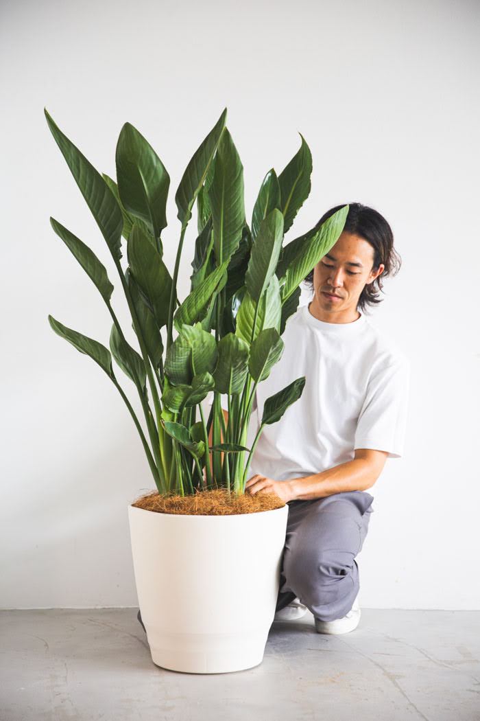 観葉植物 ストレリチアレギネ（10号鉢）｜HanaPrime（ハナプライム）
